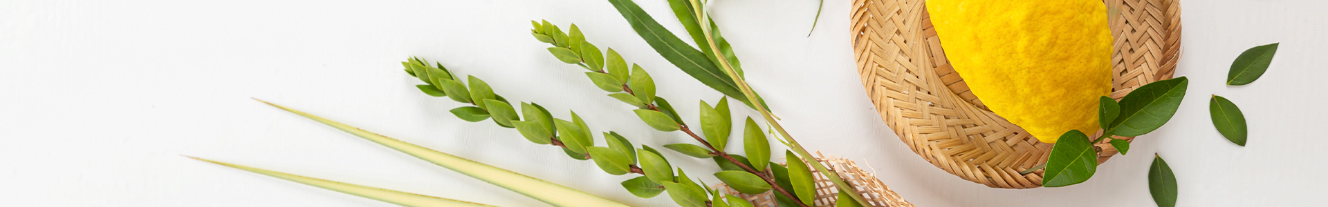 חגי תשרי🌿