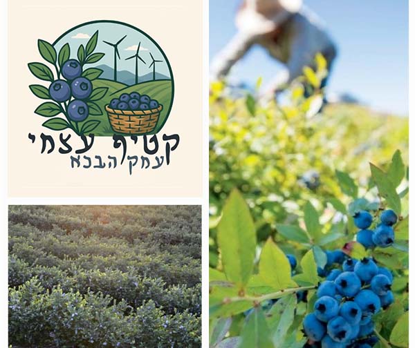 קטיף אוכמניות עצמי בעמק הבכא