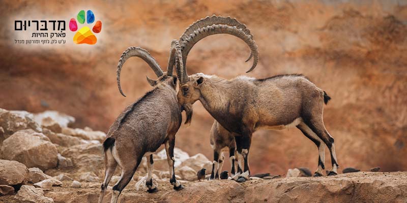 מדבריום - פארק החיות באר שבע