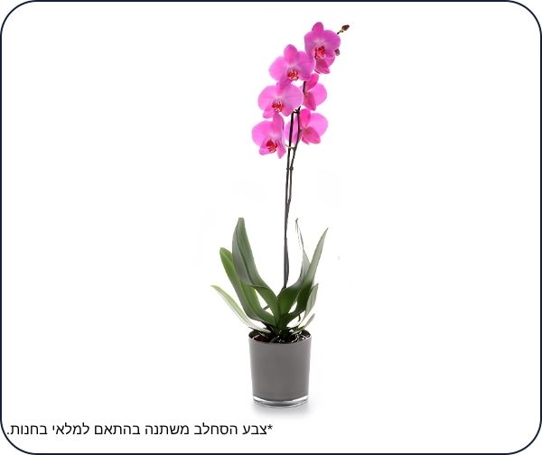 ZER4U - סחלב DIAMOND ליום שישי